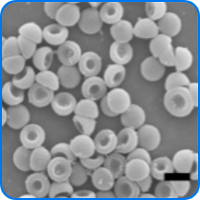 Cup-shaped sub-micron cavitation nuclei of mean size 480 nm (from Kwan et al., Small 2015 and Phys. Review. E. 2015)  
